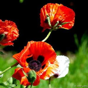 Floral Explosion