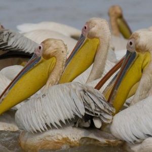 Tropikbirds, Gannets, Boobies, Cormorants, Darters, Pelicans