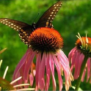 Butterflies