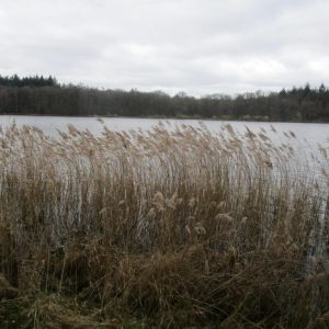 26.3.2025  Zwartwater, Venlo Schandelo NL.
