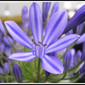 Onze Tuin LG