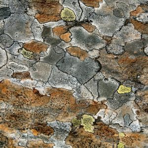 Moss.  Sweden 2009