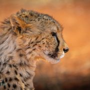 Namibian Carnivors