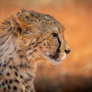 Namibian Carnivors