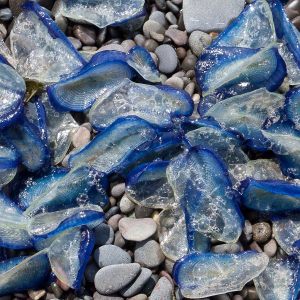 Rialto Beach