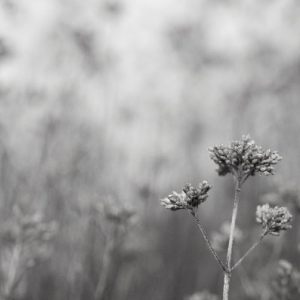 Black and White