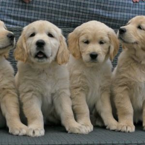 Padme von Tobis golden Lana