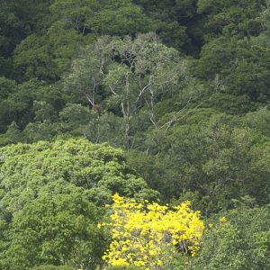 Guyane francaise/Paysages