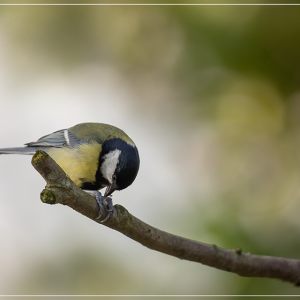 Watch the birdie !