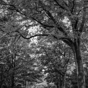 Kamp Westerbork