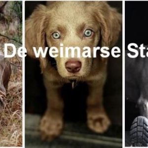Vereniging De Weimarse Staande Hond