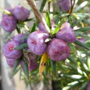 Milles Richea Ridge 2024
