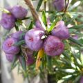 Milles Richea Ridge 2024