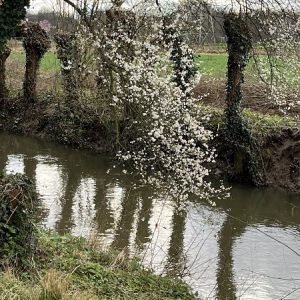 Die Anger bei Angermund