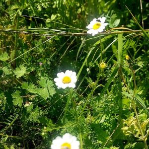 צבע ויופי מהטבע