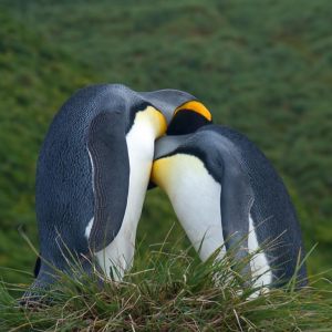 Antarctica