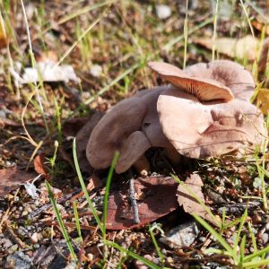 Paddenstoelen - Mushrooms - Savonranta Finland 2019
