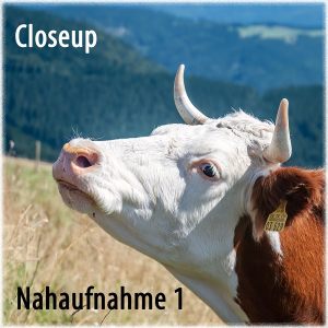 Nahaufnahme - Closeup -1-