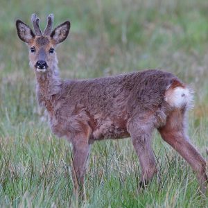 Anglia wildlife, north germany