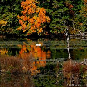 Fall Colors in Poughkeepsie NY