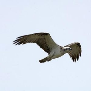 Nouvelle-Calédonie/Oiseaux