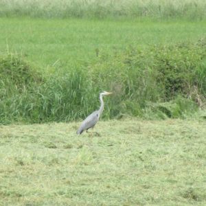 21.5.2025  Eyller See und Aldekerker Bruch