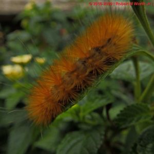 Butterflies [Lepidoptera] Album 2 -  test Story Theme