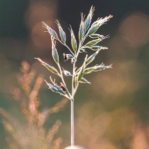 Gräser in der Abendsonne