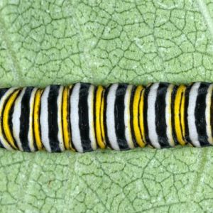 Monarch Butterfly Development