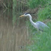Reiger Dommel